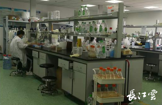 從上門申請到坐等權(quán)益 湖北無申請退稅費改革助力生物技術研發(fā)創(chuàng)新